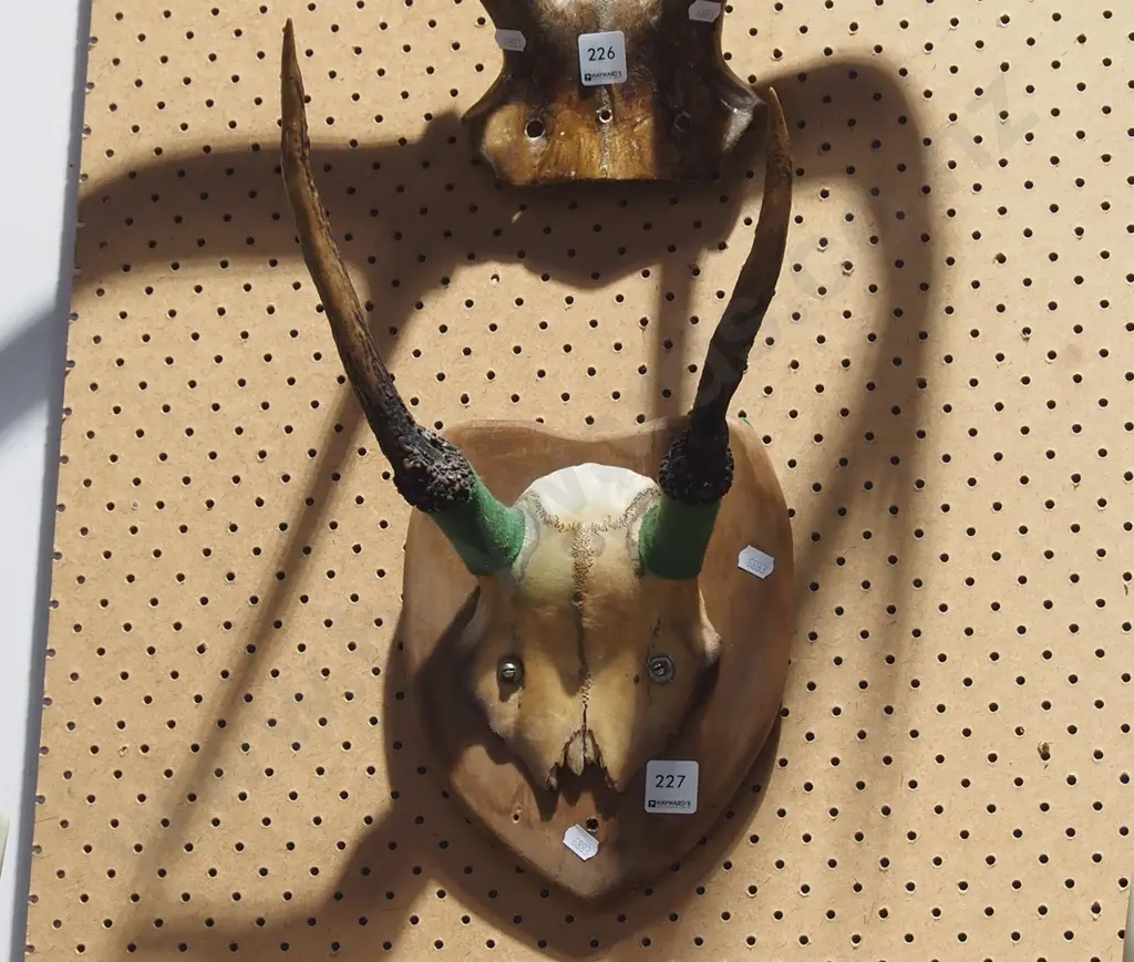 wall mounted antlers Image 1++