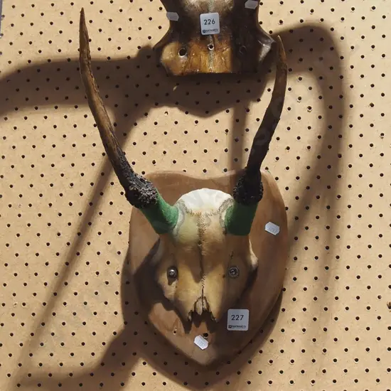wall mounted antlers