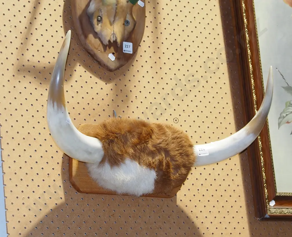 wall mounted bull horns Image 1++