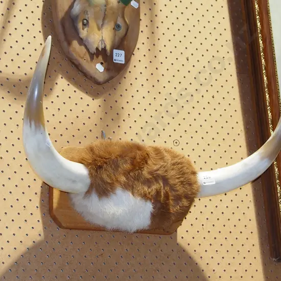 wall mounted bull horns