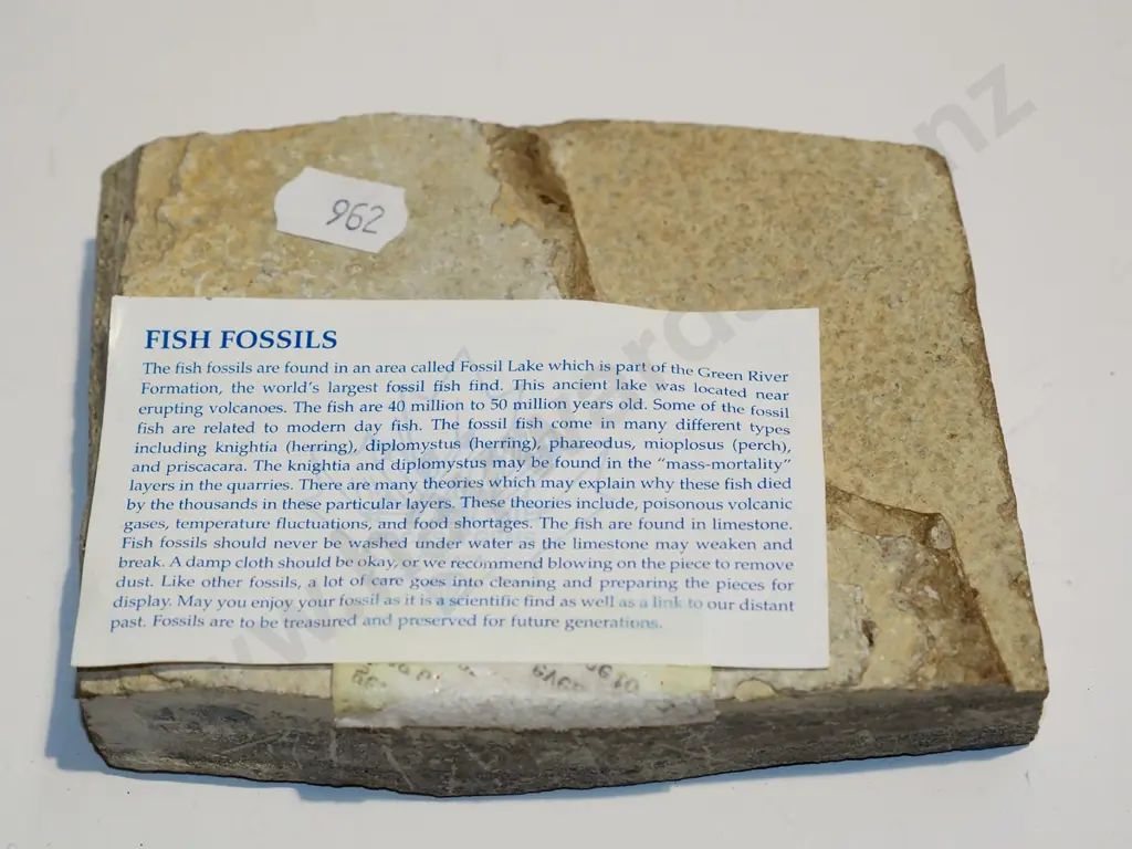 fossilised fish Image 1++