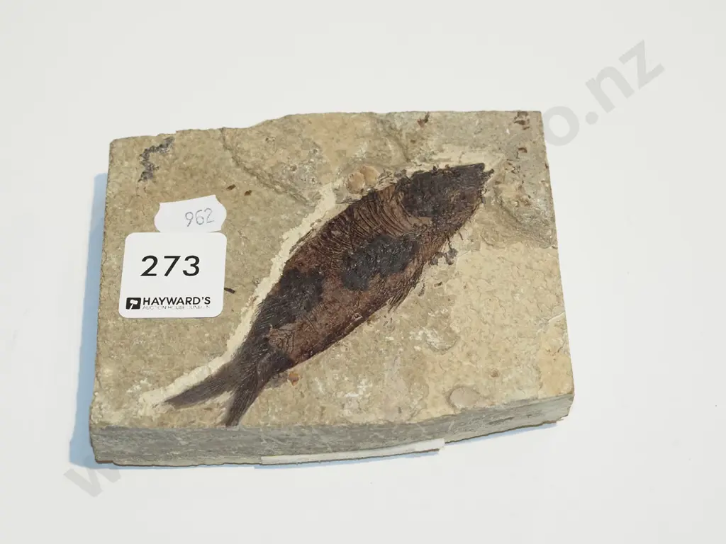 fossilised fish Image 1++