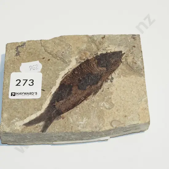 fossilised fish
