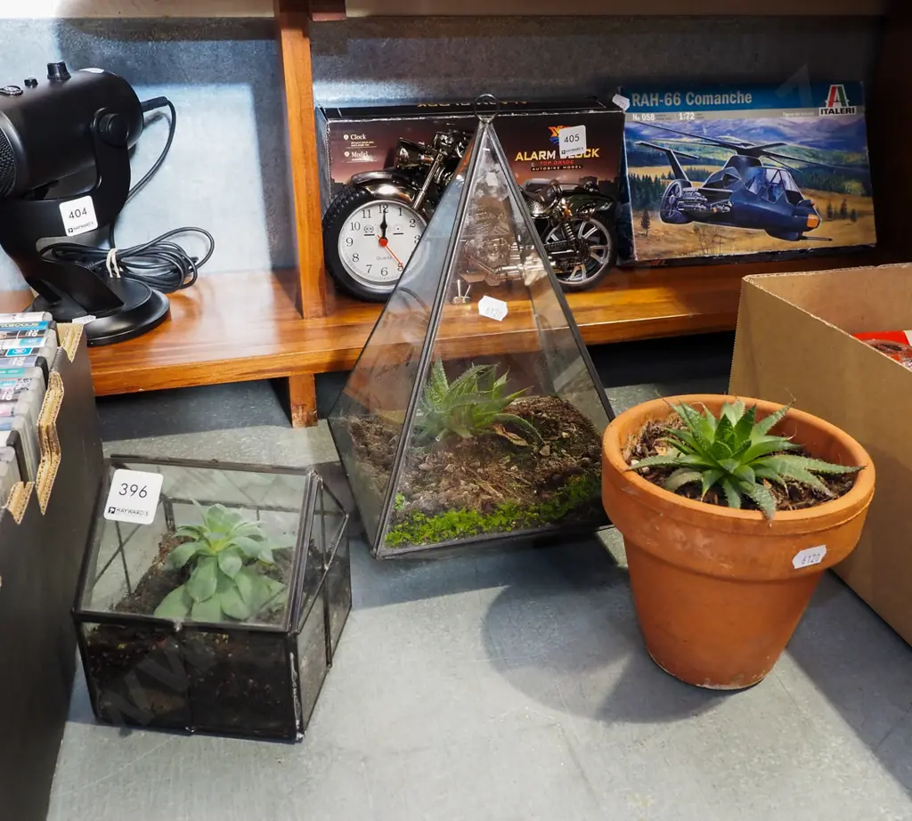 2x small glass terraniums and succulents, 1x succulent in terracotta planter  Tallest H310 Image 1++