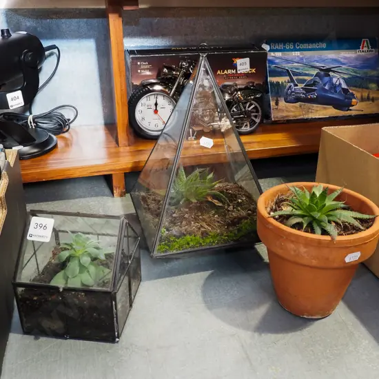 2x small glass terraniums and succulents, 1x succulent in terracotta planter  Tallest H310