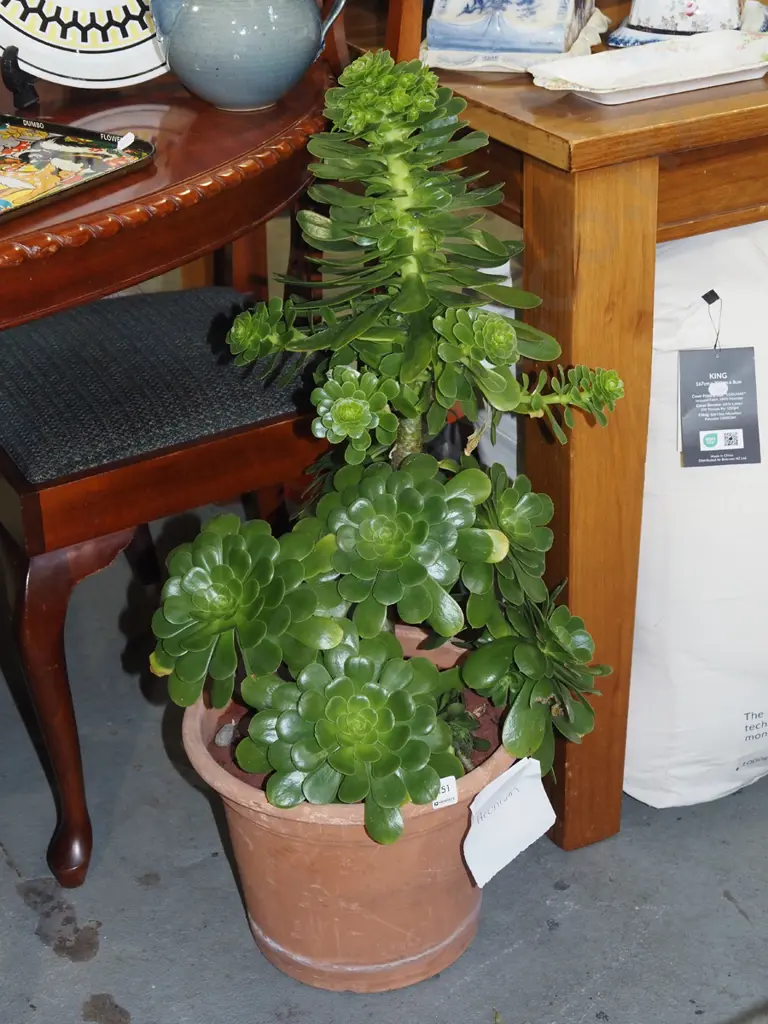 Aeonium succulent on plastic planter H850 Image 1++
