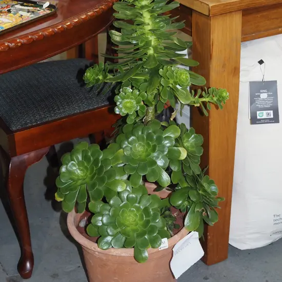 Aeonium succulent on plastic planter H850