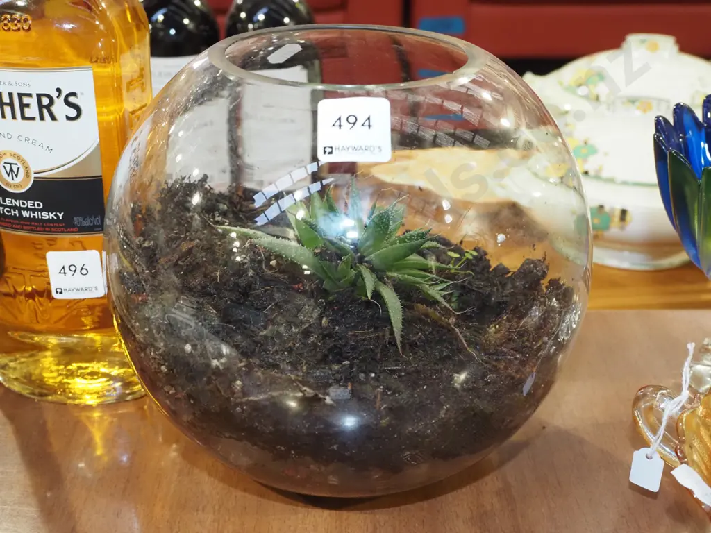 succulent in glass bowl H200 Image 1++