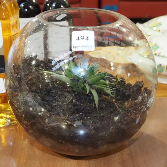 succulent in glass bowl H200