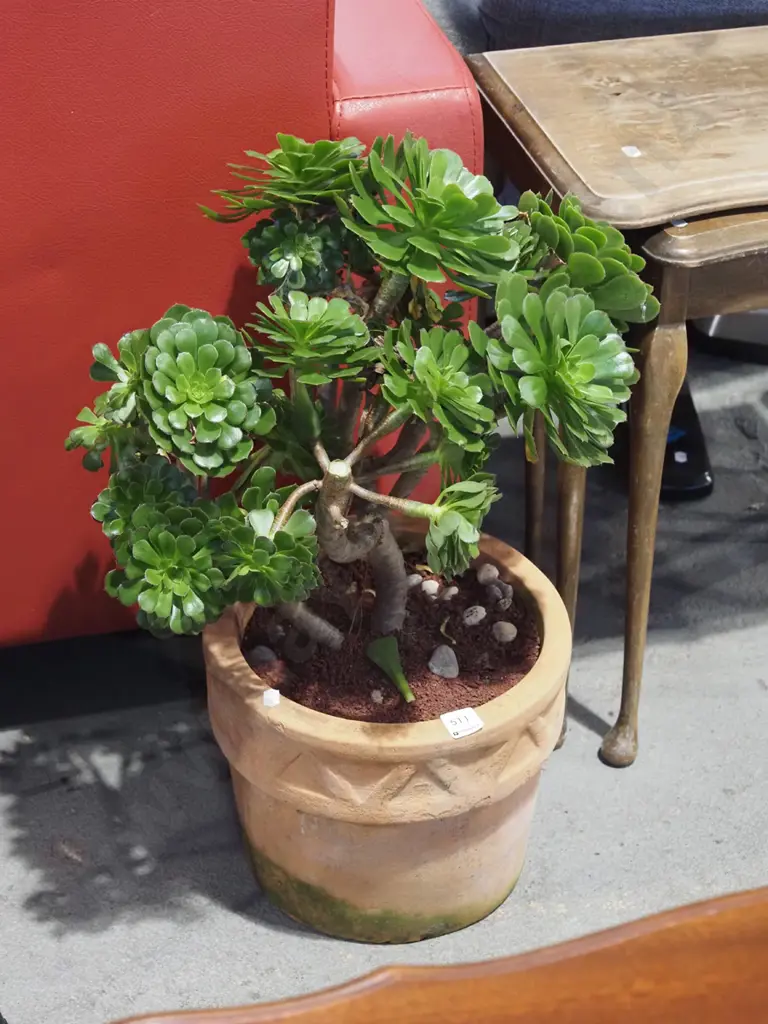 aeonium in terracotta planter H600 Image 1++