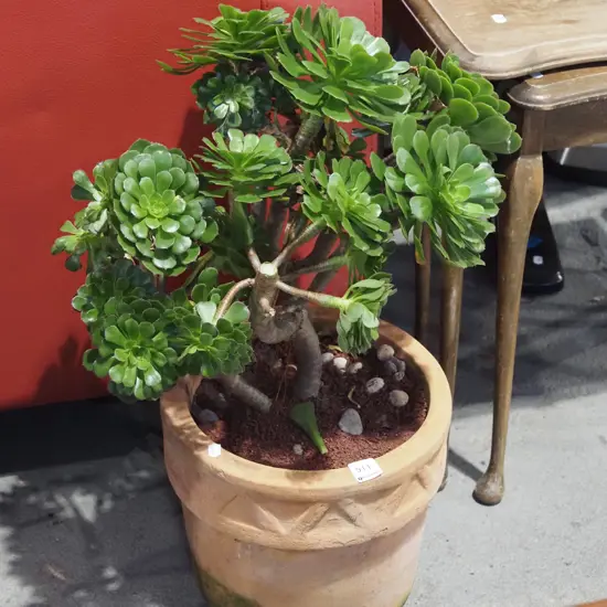 aeonium in terracotta planter H600