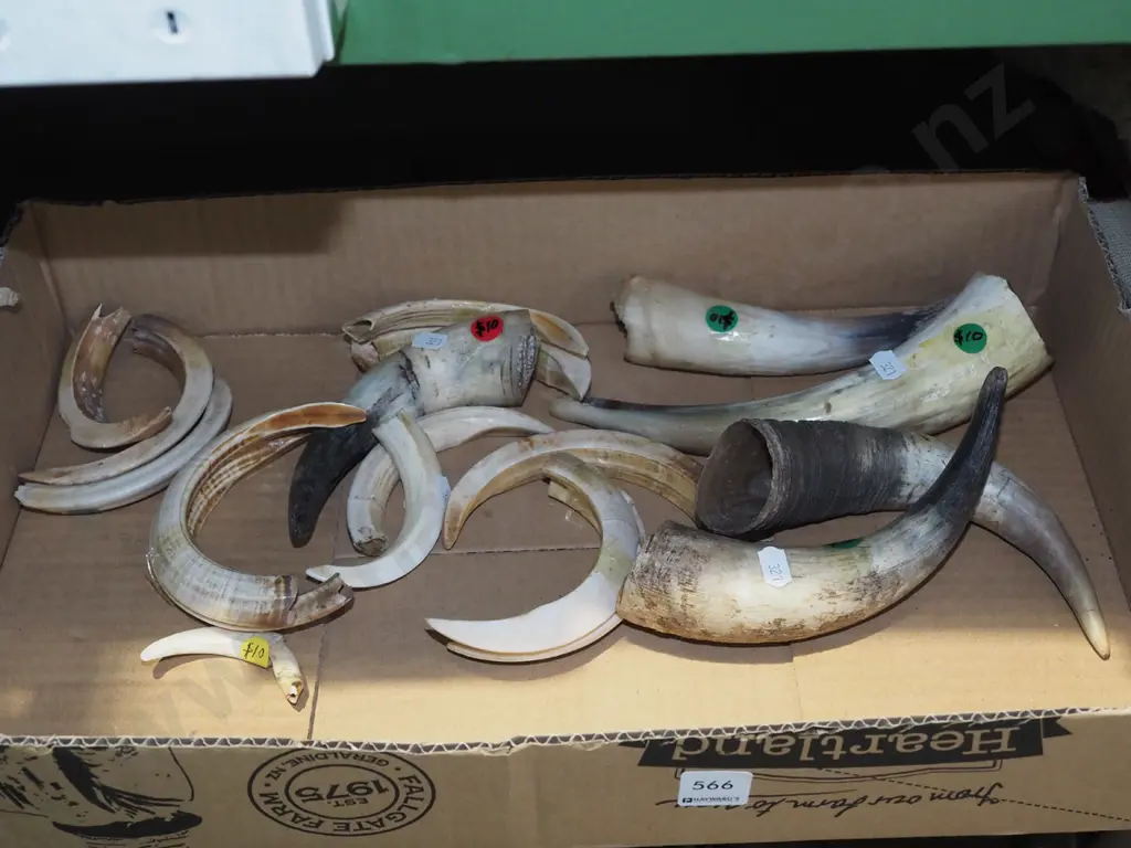 box of animal horns and tusks Image 1++