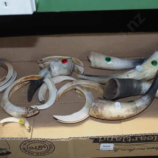 box of animal horns and tusks