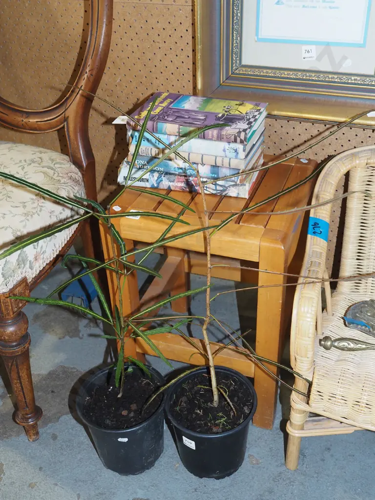 2x potted lancewoods Image 1++