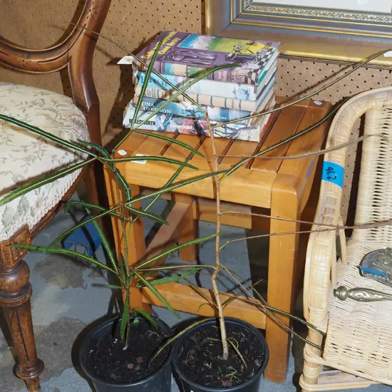 2x potted lancewoods