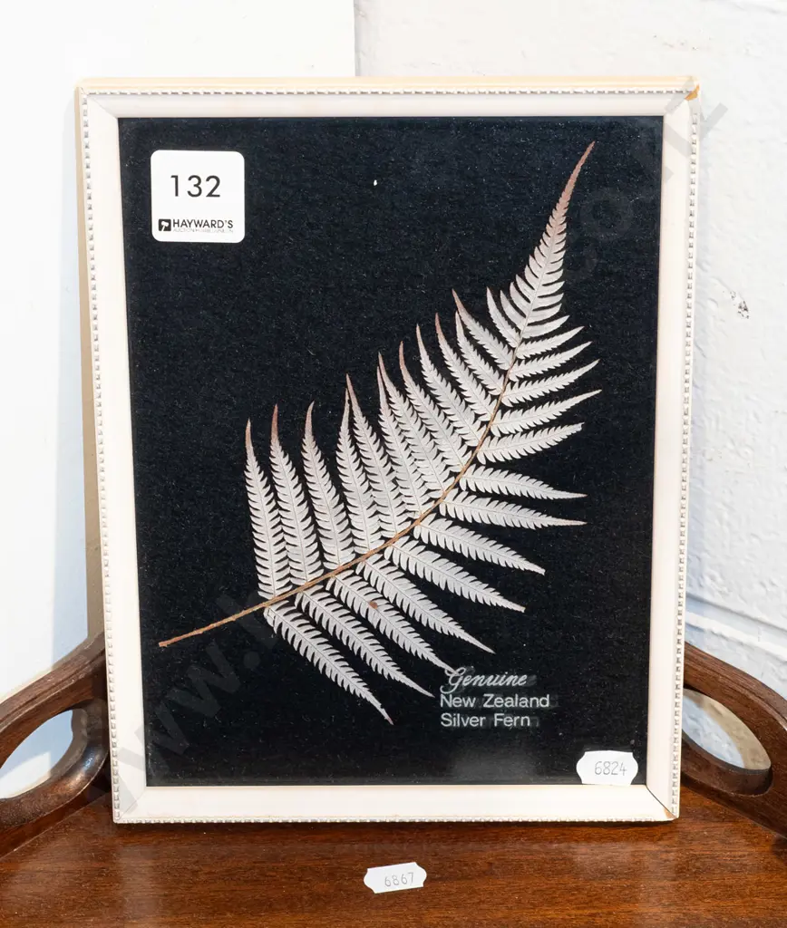 framed genuine Silver Fern frond Image 1++
