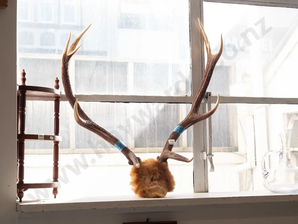 pair of antlers H770 Image 1++
