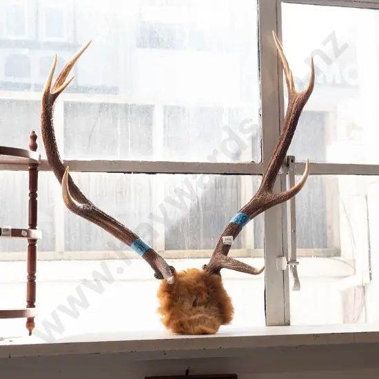 pair of antlers H770