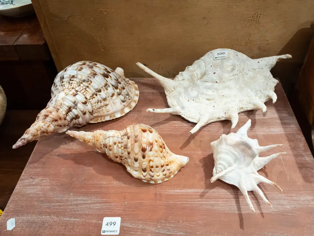 4x seashells largest W300 Image 1++