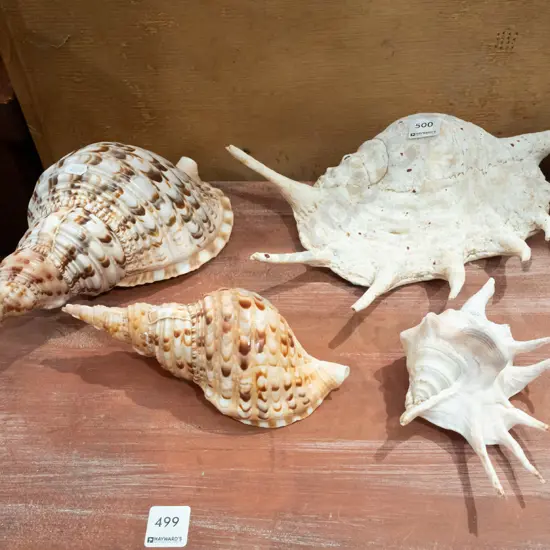 4x seashells largest W300
