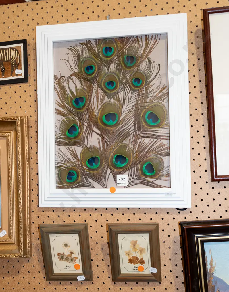framed peacock feathers, 2x pressed flowers - orange dots Image 1++