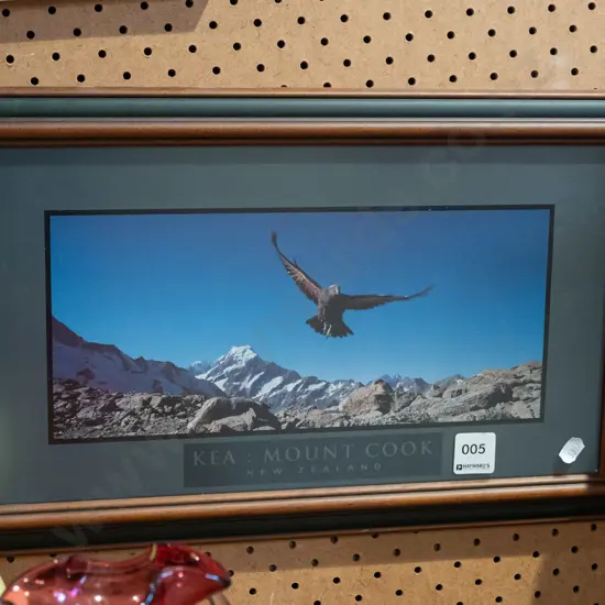 framed photo print - kea - Mt Cook