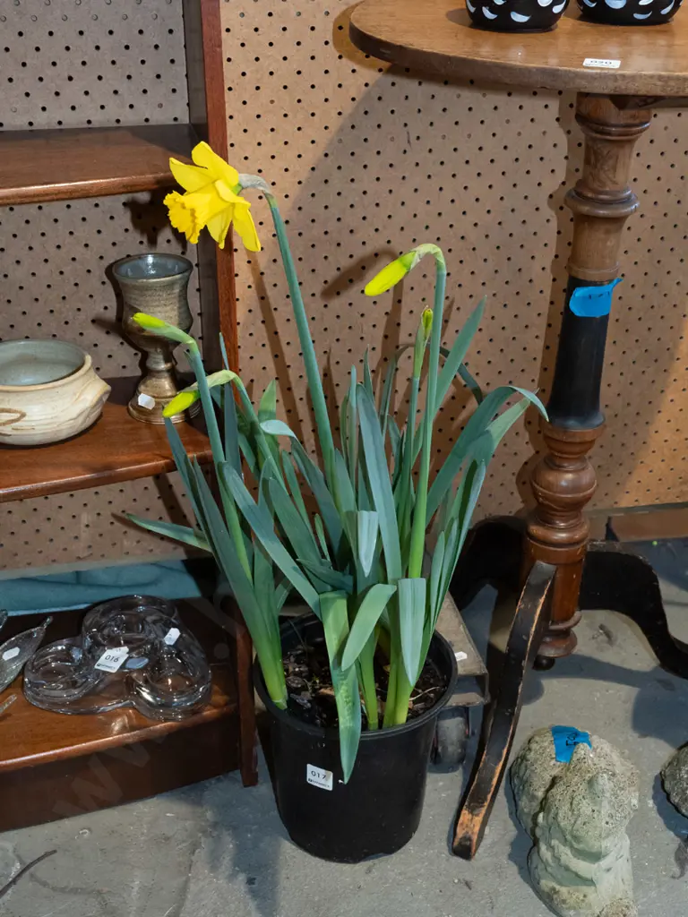 potted daffodils Image 1++