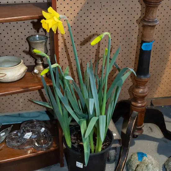 potted daffodils