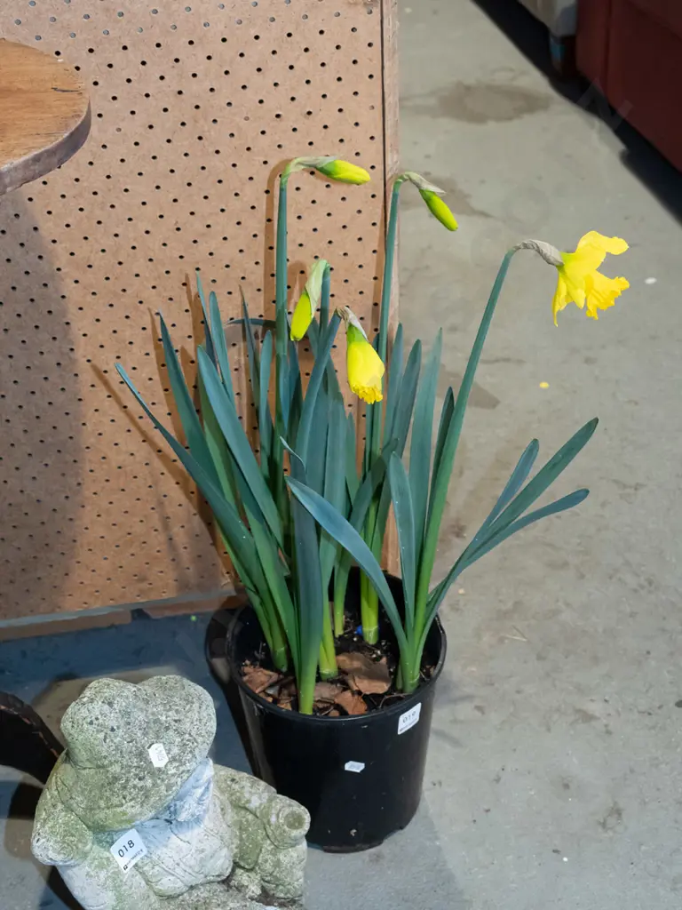 potted daffodils Image 1++