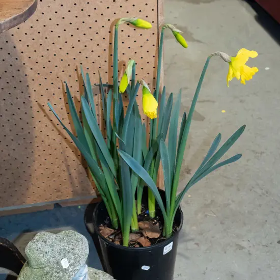 potted daffodils