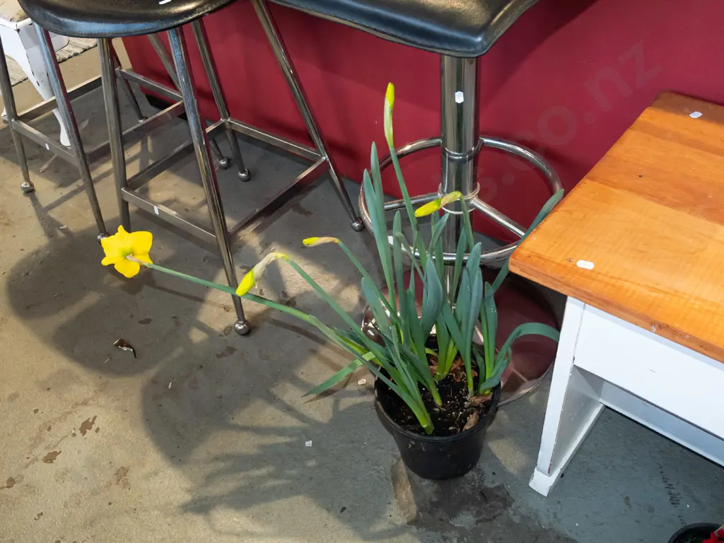 potted daffodils Image 1++