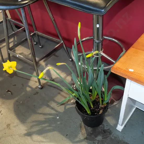 potted daffodils