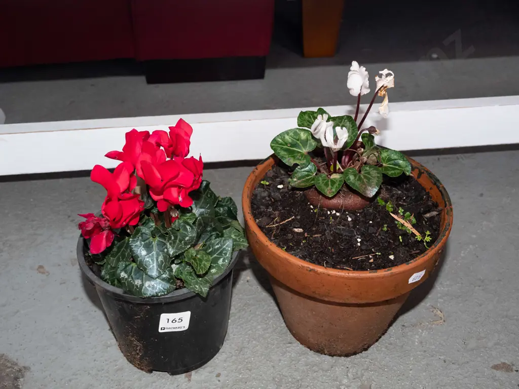 2x potted cyclamen - 1 in terracotta planter, 1 in plastic pot Image 1++