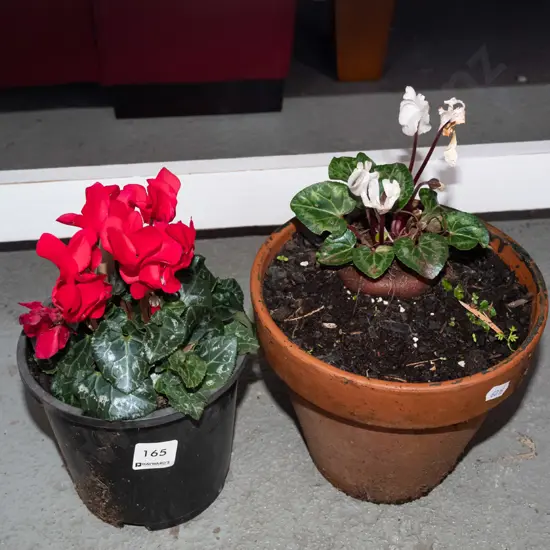 2x potted cyclamen - 1 in terracotta planter, 1 in plastic pot