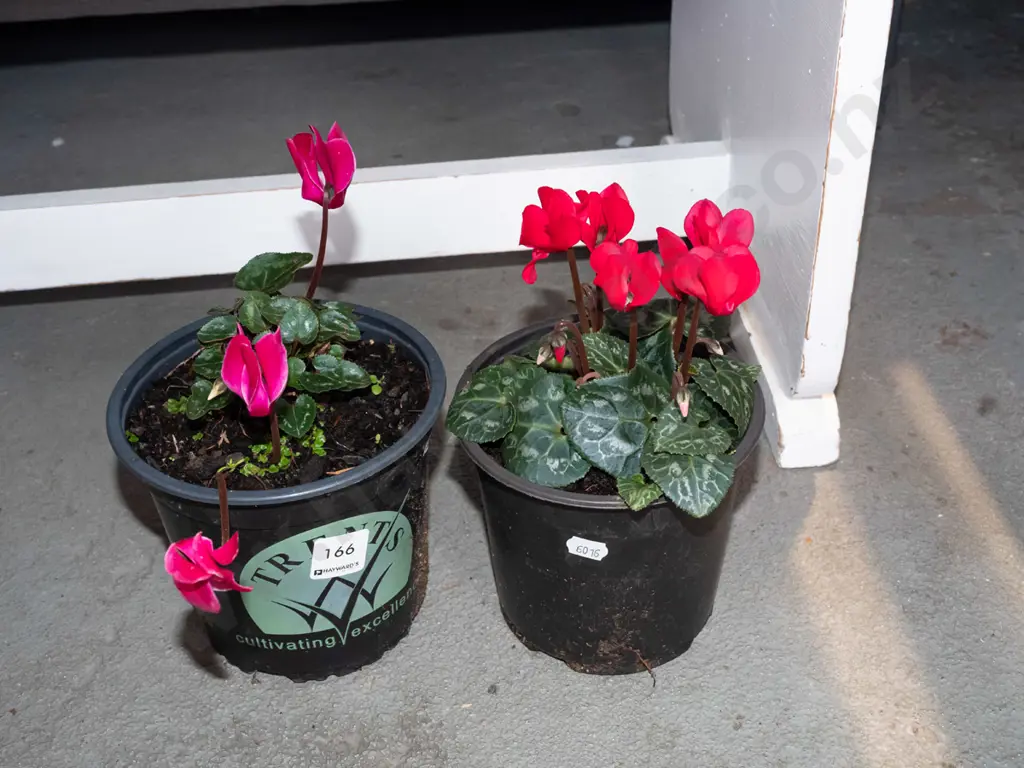 2x potted cyclamen   Image 1++