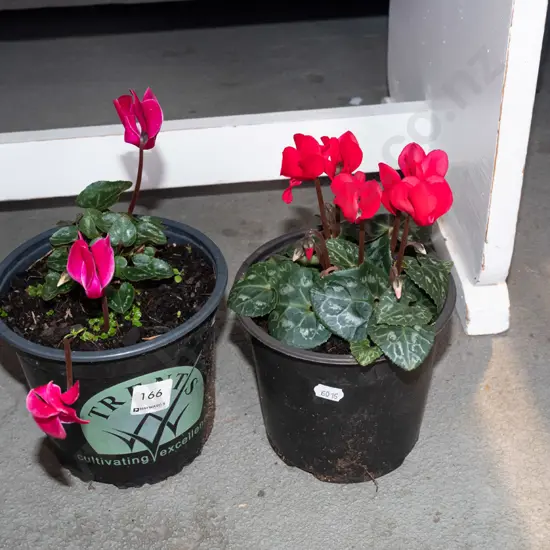 2x potted cyclamen  