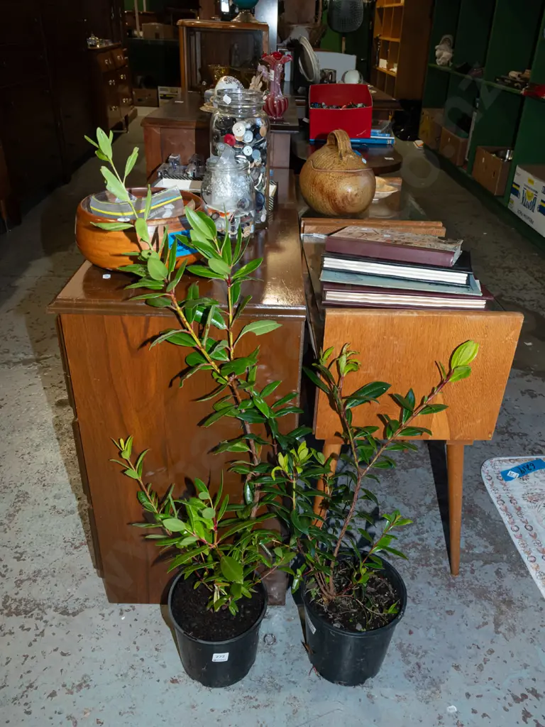 2x potted pohutukawa Image 1++
