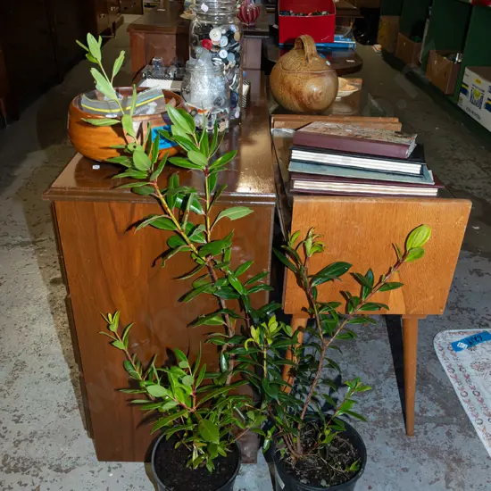 2x potted pohutukawa