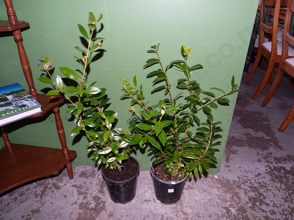 2x potted pohutukawa Image 1++