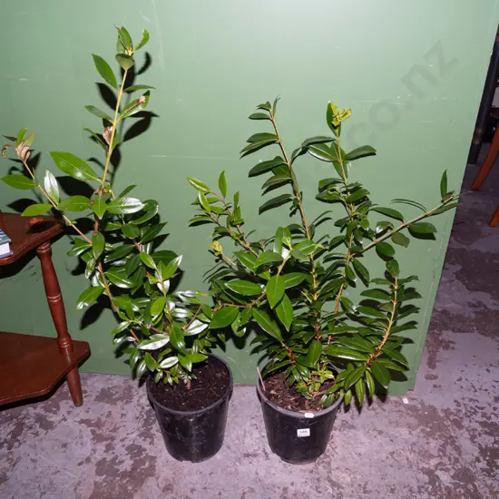 2x potted pohutukawa