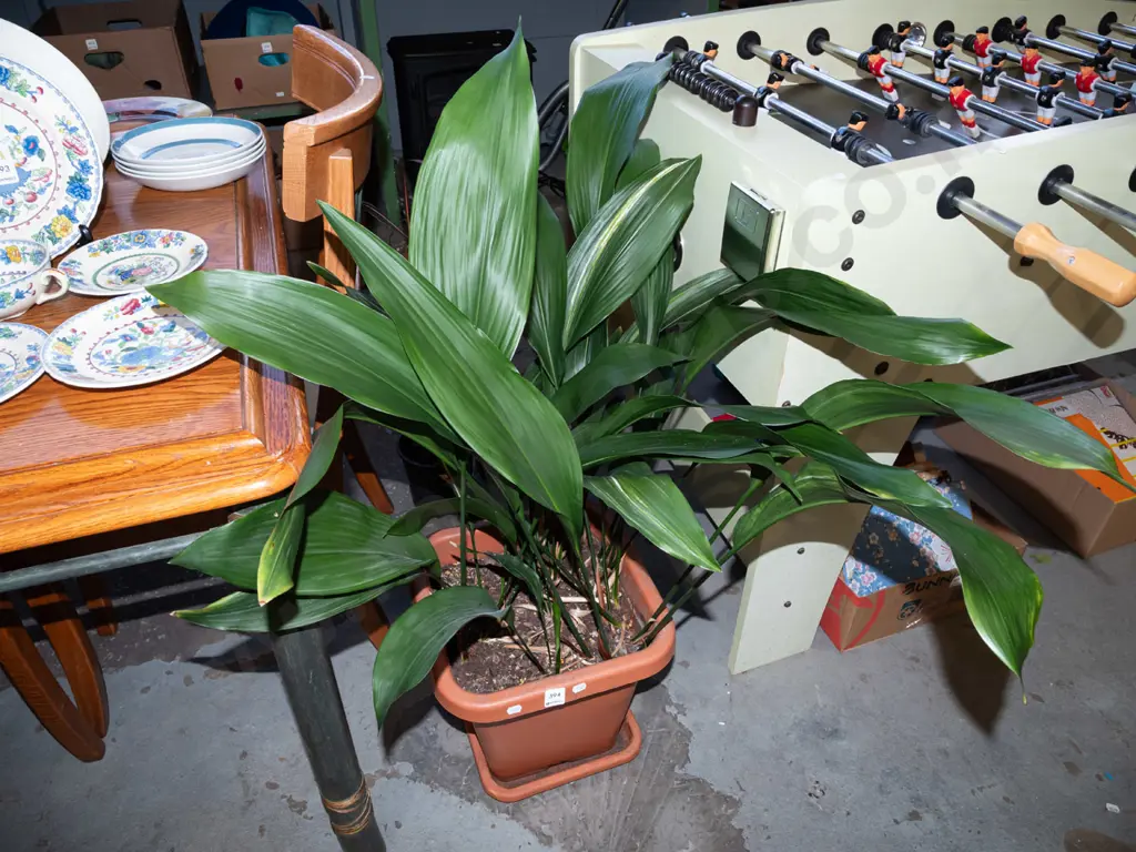 potted indoor aspidistra Image 1++