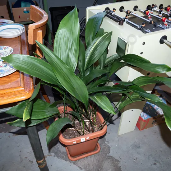 potted indoor aspidistra