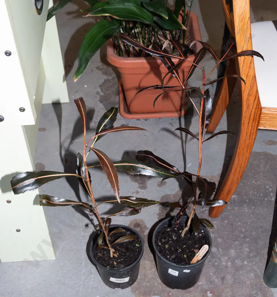 2x potted purple leaf pseudopanax Image 1++