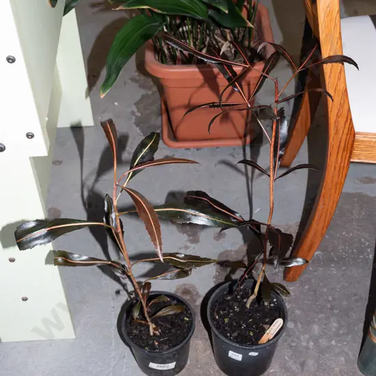 2x potted purple leaf pseudopanax