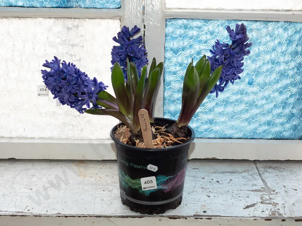 potted hyacinth Image 1++