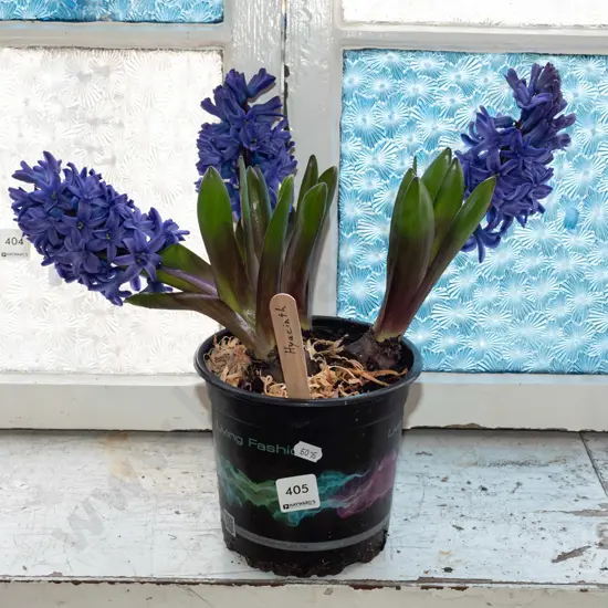 potted hyacinth