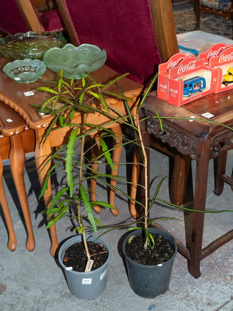 2x potted lancewoods Image 1++