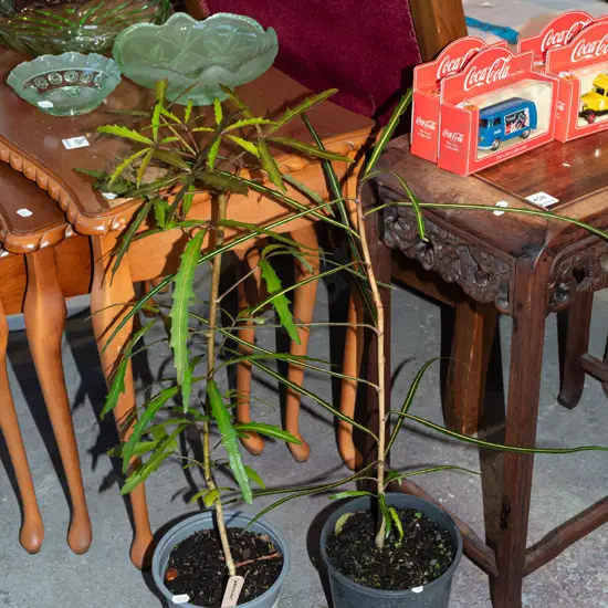 2x potted lancewoods