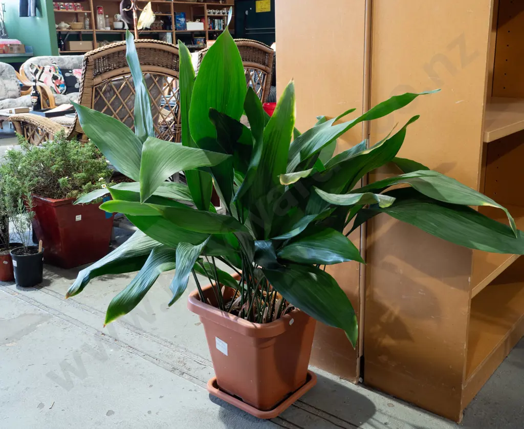 potted indoor aspidistra Image 1++