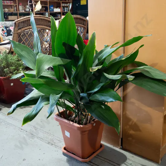 potted indoor aspidistra